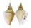 STROMBIDAE LAEVISTROMBUS TURTURELLA shell