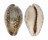 CYPRAEIDAE ZONARIA ZONARIA shell