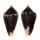 MITROMORPHIDAE MITROMORPHA ATRAMENTOSA shell