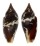 RAPHITOMIDAE DAPHNELLA OLYRA shell