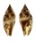 RAPHITOMIDAE DAPHNELLA OLYRA shell