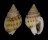 NASSARIIDAE NASSARIUS SINUSIGERUS shell