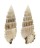 CERITHIIDAE CERITHIUM SCOBINIFORME shell