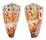 CONIDAE CONUS VIDUA CUYOENSIS shell