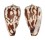 CONIDAE CONUS PICA shell