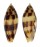 CONIDAE CONUS MITRATUS shell