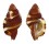 RANELLIDAE SEPTA RUBECULUM shell