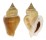 STROMBIDAE STROMBUS CANARIUM shell