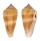 CONIDAE CONUS CONSORS shell