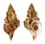RANELLIDAE SASSIA SEMITORTA shell