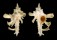 MURICIDAE HOMALOCANTHA ZAMBOI shell