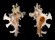 MURICIDAE HOMALOCANTHA ZAMBOI shell