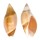 OLIVIDAE ANCILLA ALBICALLOSA shell