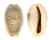 CYPRAEIDAE CYPRAEA EROSA CHLORIZANS PURISSIMA shell