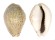 CYPRAEIDAE EROSARIA TURDUS WINCKWORTHI shell