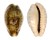 CYPRAEIDAE ZONARIA ZONARIA shell