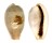 CYPRAEIDAE ERRONEA SUBVIRIDIS DORSALIS shell