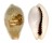 CYPRAEIDAE ERRONEA SUBVIRIDIS DORSALIS shell