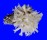 CHAMIDAE CHAMA LAZARUS shell