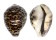 CYPRAEIDAE CYPRAEA TIGRIS shell