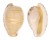 CYPRAEIDAE CYPRAEOVULA EDENTULA shell