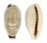 CYPRAEIDAE CYPRAEA QUADRIMACULATA shell