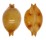 CYPRAEIDAE PUSTULARIA GLOBULUS SPHAERIDIUM shell