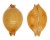CYPRAEIDAE PUSTULARIA GLOBULUS SPHAERIDIUM shell