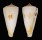 CONIDAE CONUS TRIBBLEI shell