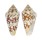 CONIDAE CONUS AMMIRALIS shell