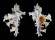 MURICIDAE HOMALOCANTHA ZAMBOI shell
