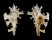 MURICIDAE HOMALOCANTHA ZAMBOI shell