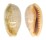 CYPRAEIDAE CYPRAEA CHINENSIS CHINENSIS shell
