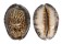 CYPRAEIDAE CYPRAEA DEPRESSA shell