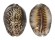 CYPRAEIDAE CYPRAEA DEPRESSA shell