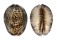 CYPRAEIDAE CYPRAEA DEPRESSA shell
