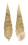 CERITHIIDAE PSEUDOVERTAGUS NOBILIS shell