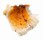 SPONDYLIDAE SPONDYLUS VARIANS shell