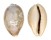CYPRAEIDAE CYPRAEA VITELLUS shell