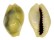 CYPRAEIDAE MONETARIA MONETA shell