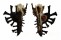 MURICIDAE HOMALOCANTHA cf. VICDANI shell