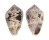 CONIDAE CONUS CORONATUS shell