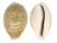 CYPRAEIDAE CYPRAEA VITELLUS shell