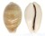 CYPRAEIDAE CYPRAEA VITELLUS shell