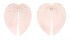 CARDIIDAE CORCULUM CARDISSA LORENZI shell