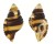 RANELLIDAE CYMATIUM FLAVEOLUM shell
