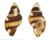 RANELLIDAE CYMATIUM FLAVEOLUM shell