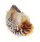 CHAMIDAE CHAMA  DUNKERI shell