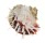 CHAMIDAE CHAMA  DUNKERI shell