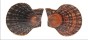 PECTINIDAE CHLAMYS SQUAMOSA shell